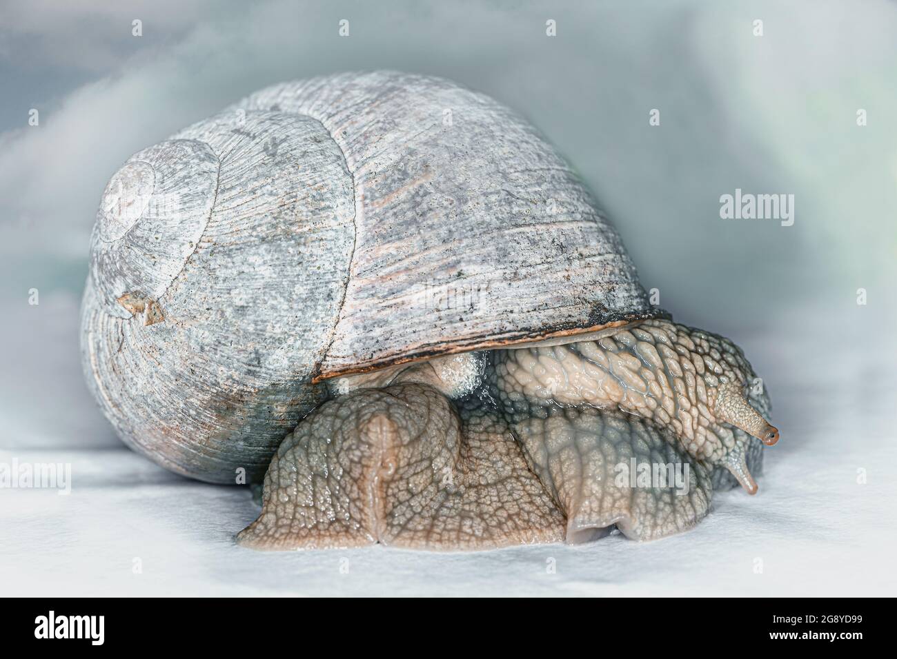 Krabbelnde römische Schnecke Stockfoto