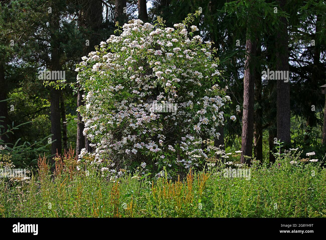 Rosa filipes ‘Kiftsgate stieg auf dem Baumstumpf Stockfoto