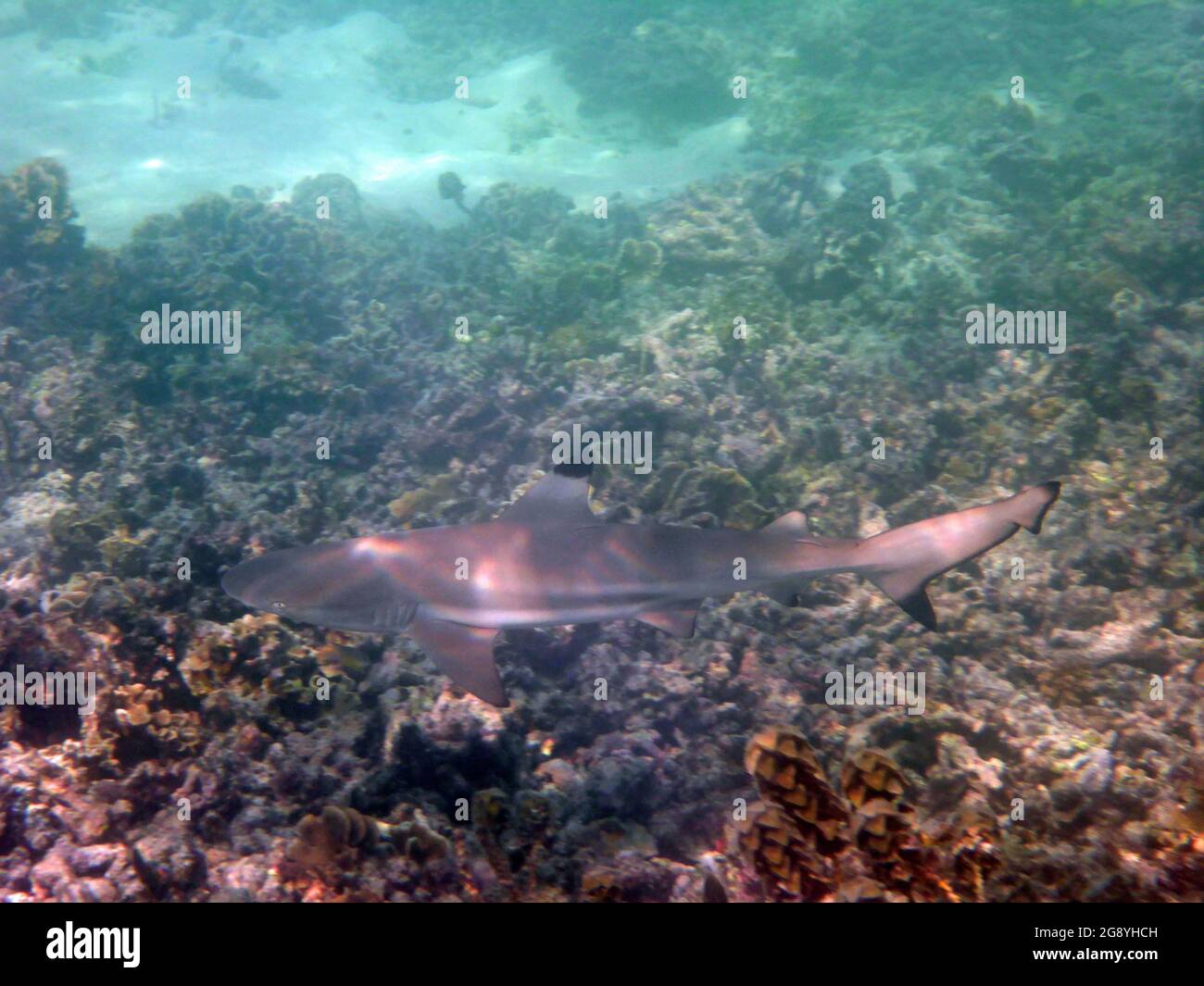 Carcharhinus melanopterus, Koh Tao, Thailandia Stockfoto