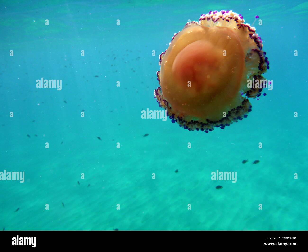 Cotylorhiza Tubercolata, Cassiopea, Mittelmeer Stockfotografie Alamy
