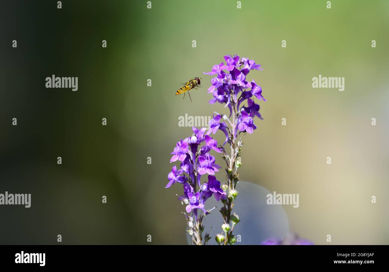 Eine Schwebefliege bestäubt Blumen im Sommergarten Stockfoto
