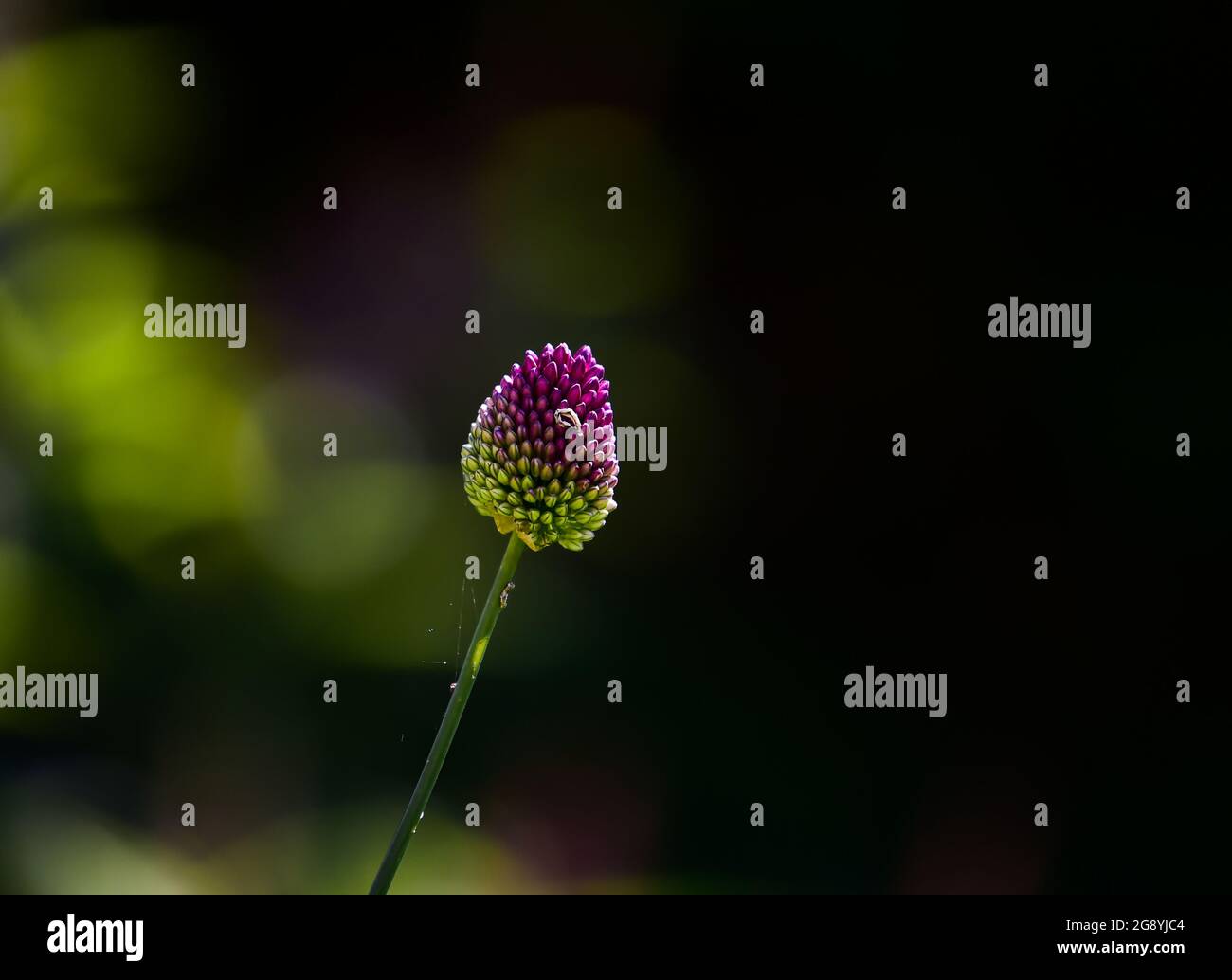 Kleines lila Allium sphaerocephalon vor dunklem Hintergrund im Garten UK Stockfoto