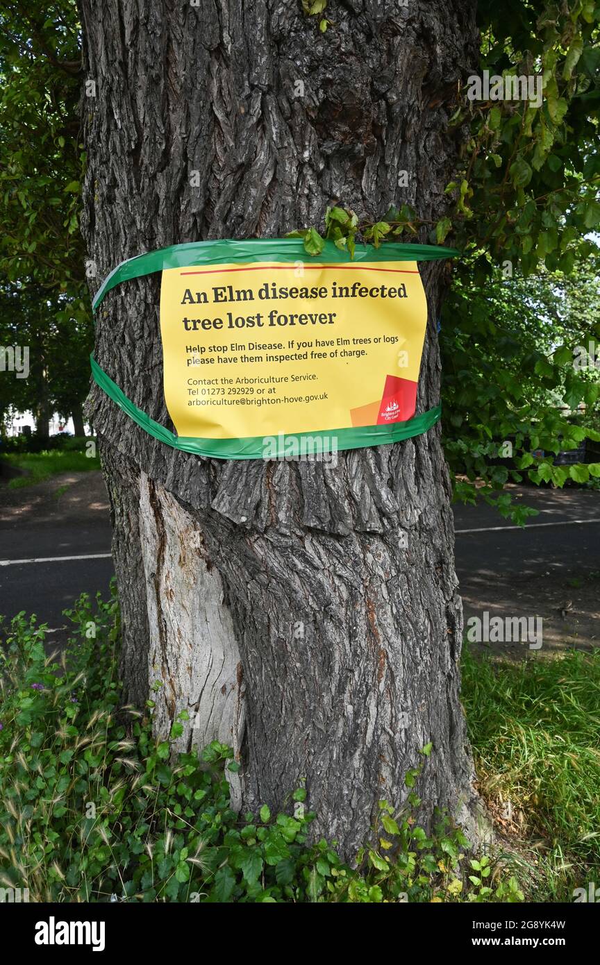 Elm Tree Disease hat sich zu einem großen Problem in Brighton Sussex UK EIN Zeichen auf einem Baum auf der Ebene in Brighton UK Stockfoto