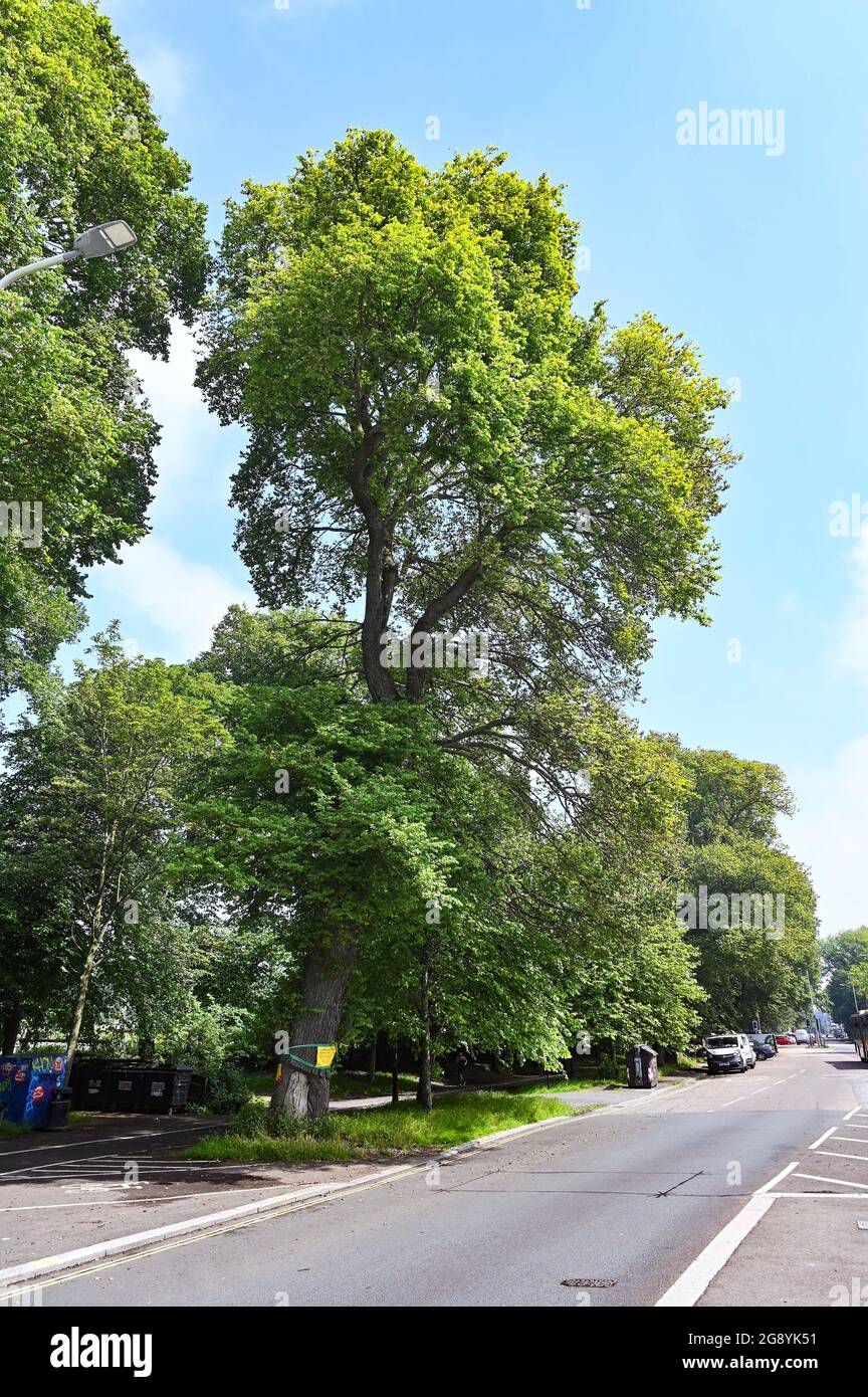 Elm Tree Disease hat sich zu einem großen Problem in Brighton Sussex UK EIN Zeichen auf einem Baum auf der Ebene in Brighton UK Stockfoto