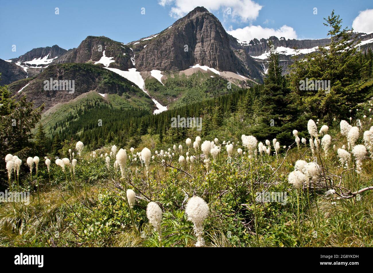 Blühendes Bärengras, Berge dahinter, Swiftcurrent Valley, Glacier National Park, Montana Stockfoto