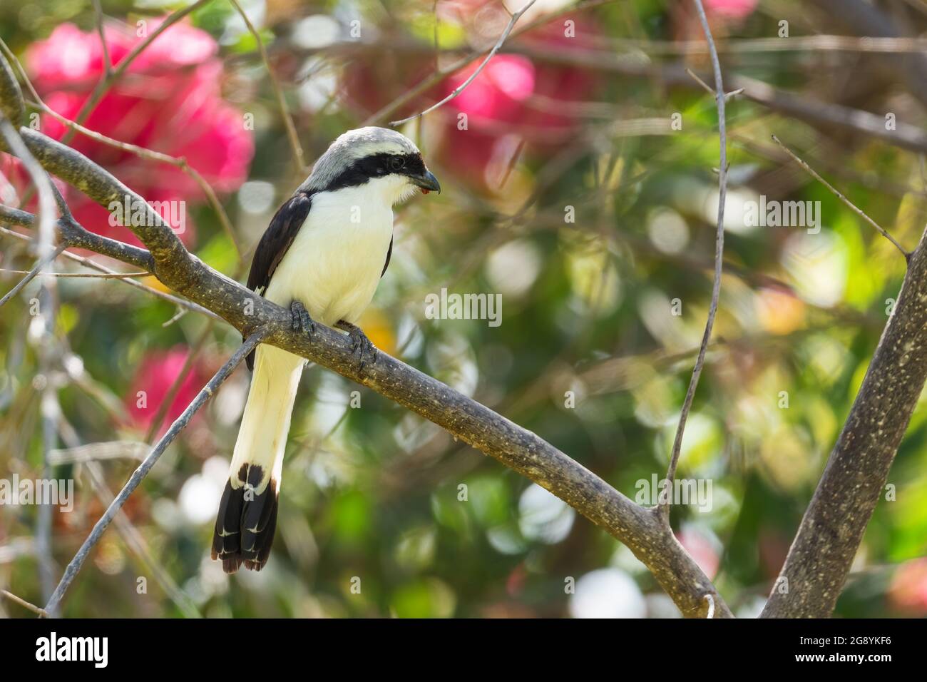Graurückenvögel - Lanius excubitoroides, schöner großer Barschvögel aus afrikanischen Büschen und Wäldern, See Ziway, Äthiopien. Stockfoto