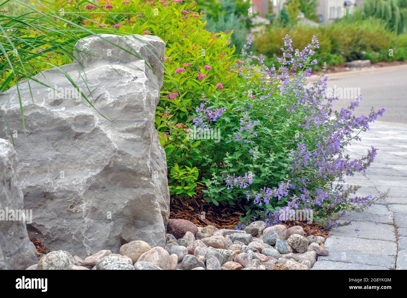 Schöner Gartenhintergrund zeigt einen großen Felsen mit kleinerem Flussgestein, lila blühender nepeta oder Minze und grauen Pflastersteinen. Stockfoto