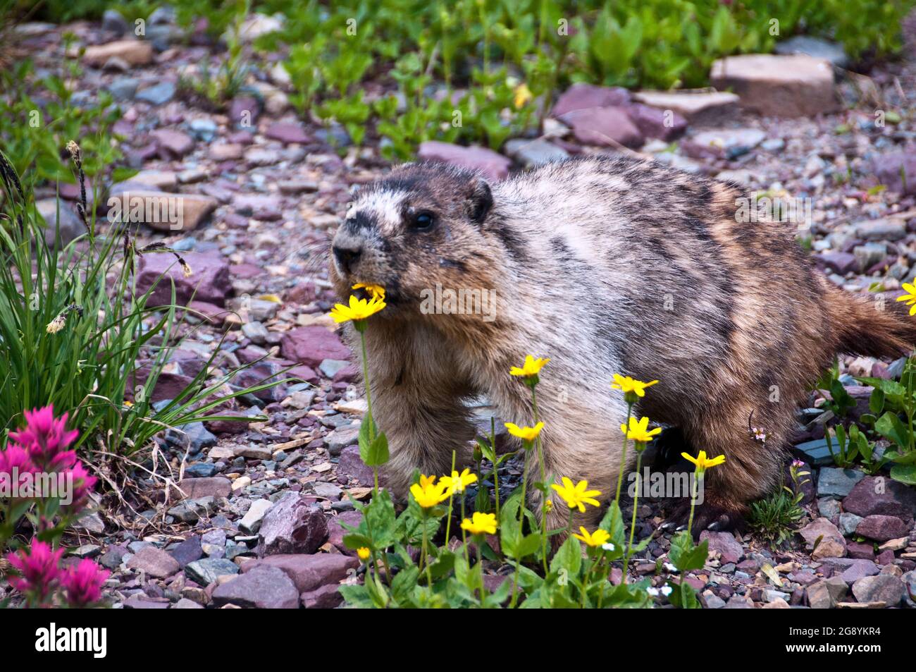 Murmeltier, der gelbe Wildblumen frisst, Logan Pass, Glacier National Park, Montana Stockfoto
