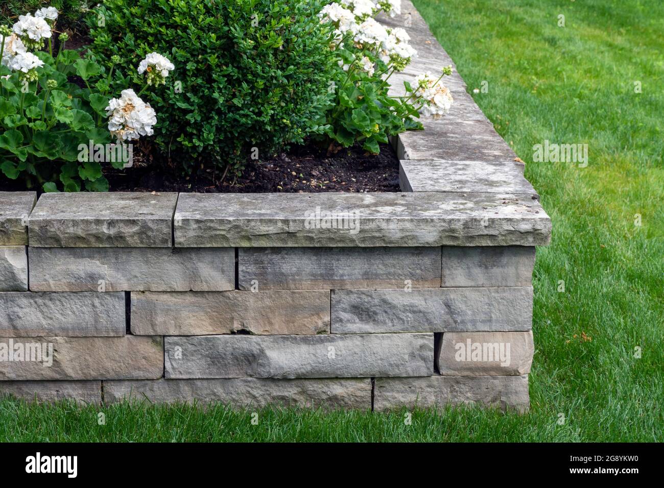 Eine Natursteinmauer mit passendem Überstand schafft ein Hochbeet, das mit weißen Rosen bepflanzt wurde. Stockfoto