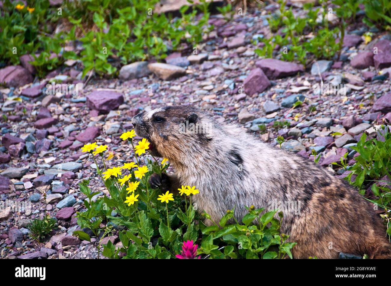 Murmeltier, der gelbe Wildblumen frisst, Logan Pass, Glacier National Park, Montana Stockfoto