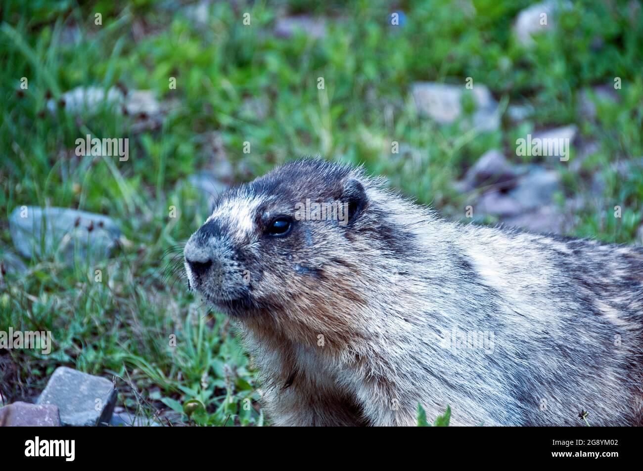 Murmeltier entlang des Weges zum Logan's Pass, Logan Pass, Glacier National Park, Montana Stockfoto