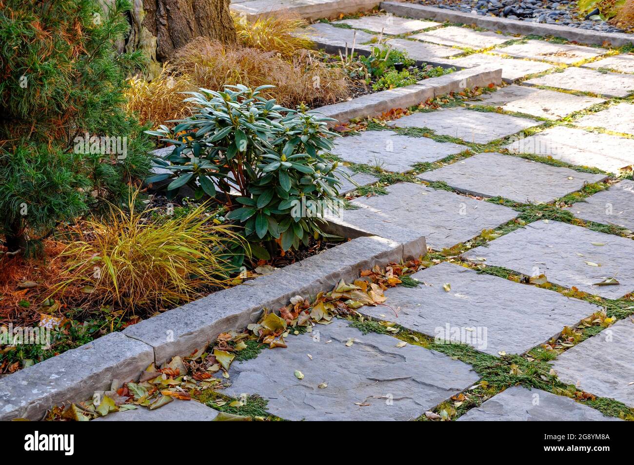 Eine quadratische gepflasterte Terrasse mit natürlichen Steinabschnitten verleiht diesem kleinen städtischen Garten ein modernes Zen-Gefühl. Stockfoto