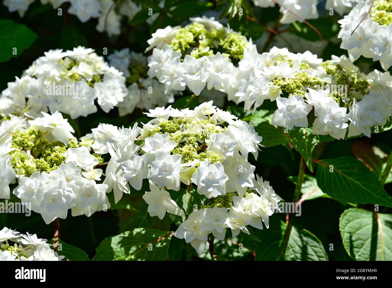 Weiße Hortensienpflanze blüht im Sommergarten UK Stockfoto