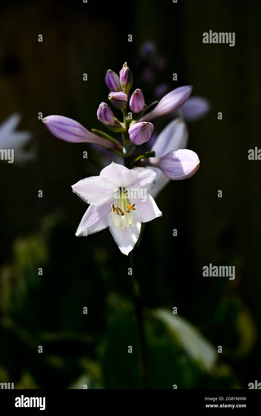 Hosta Pflanze blüht draußen in einem kleinen Stadtgarten im Sommer - Pflaumensilie Asparagaceae Stockfoto