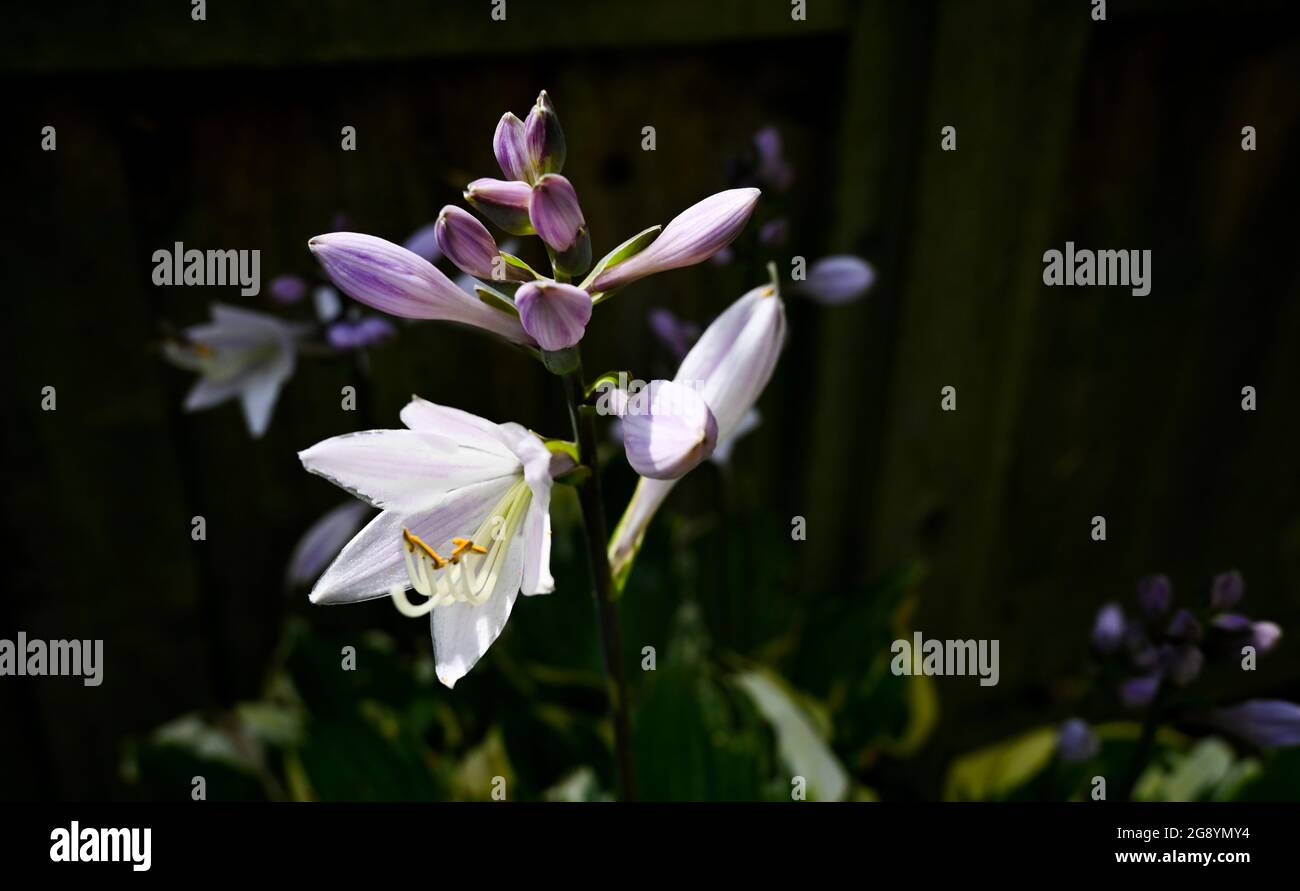 Hosta Pflanze blüht draußen in einem kleinen Stadtgarten im Sommer - Pflaumensilie Asparagaceae Stockfoto
