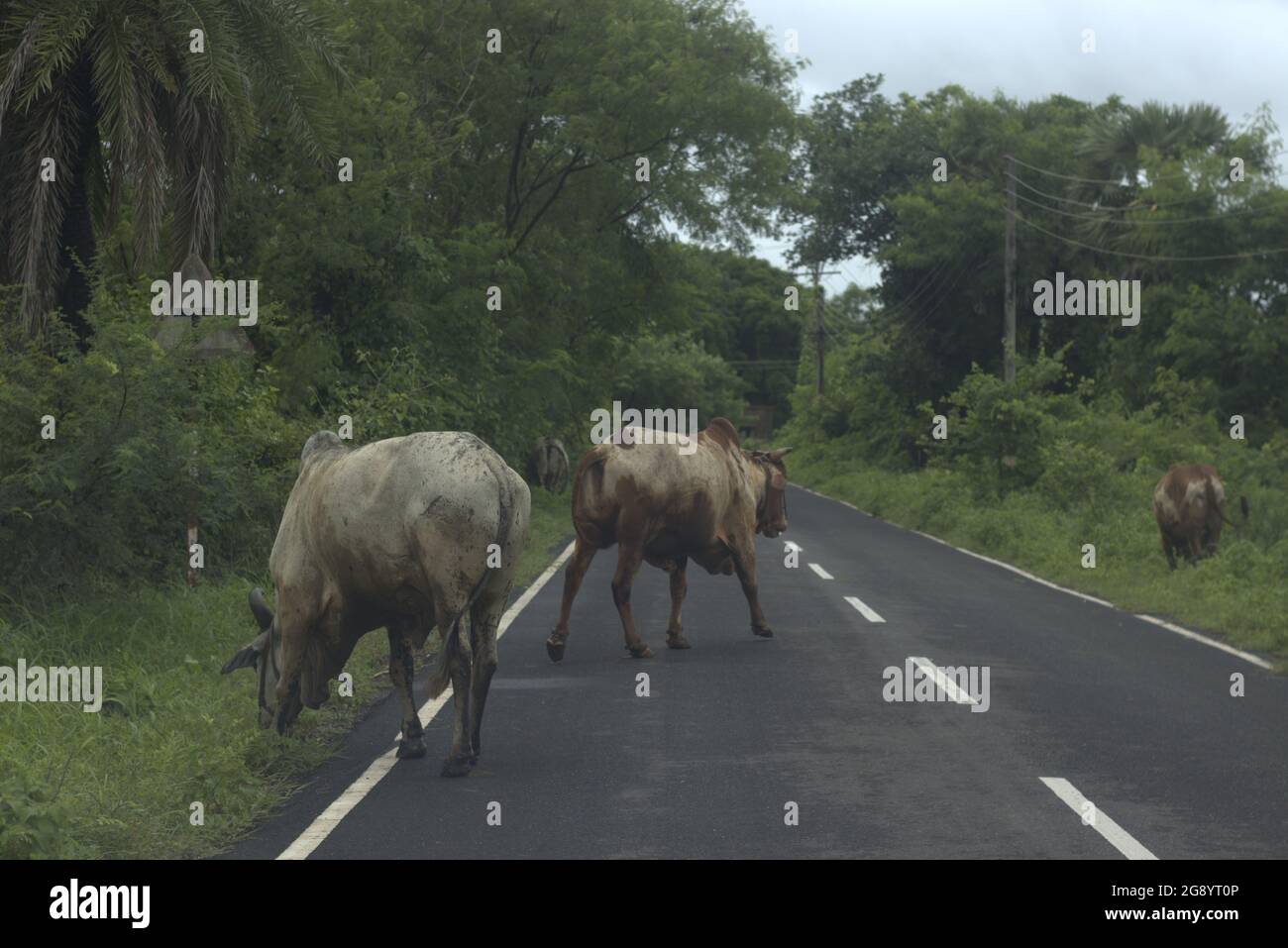 Bullen am Straßenrand, die auf dem Gras grasen, wachsen nach dem Monsun. Gesehen auf dem Weg nach Boisar, Maharashtra. Stockfoto