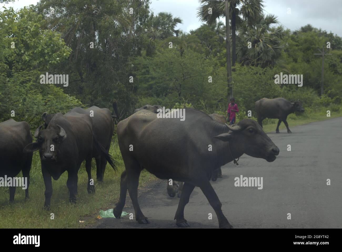 Mumbai, Maharashtra, Indien, 15 2021. Juli: Büffel auf der Straße, die auf dem Gras grasen, wachsen nach dem Monsun. Gesehen auf dem Weg nach Boisar, Maharashtra. Stockfoto