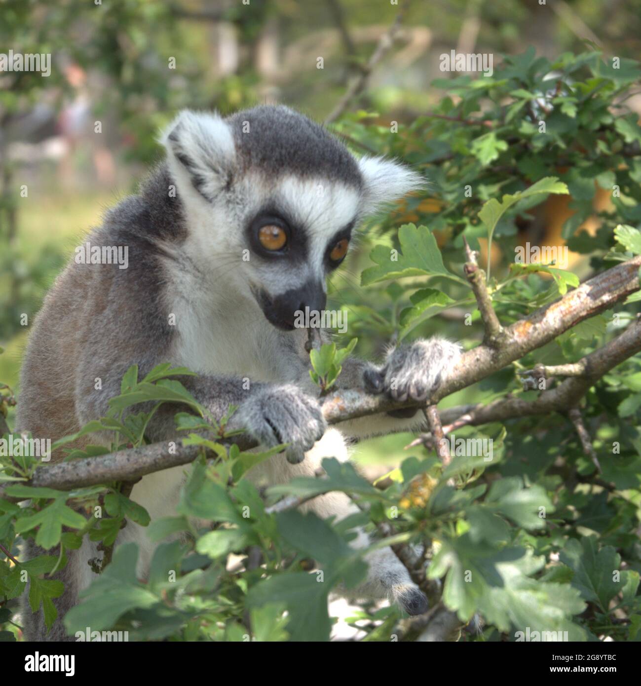 Baby Ring tailed Lemur Fütterung in einem Baum im Peak Wildlife Park Stockfoto