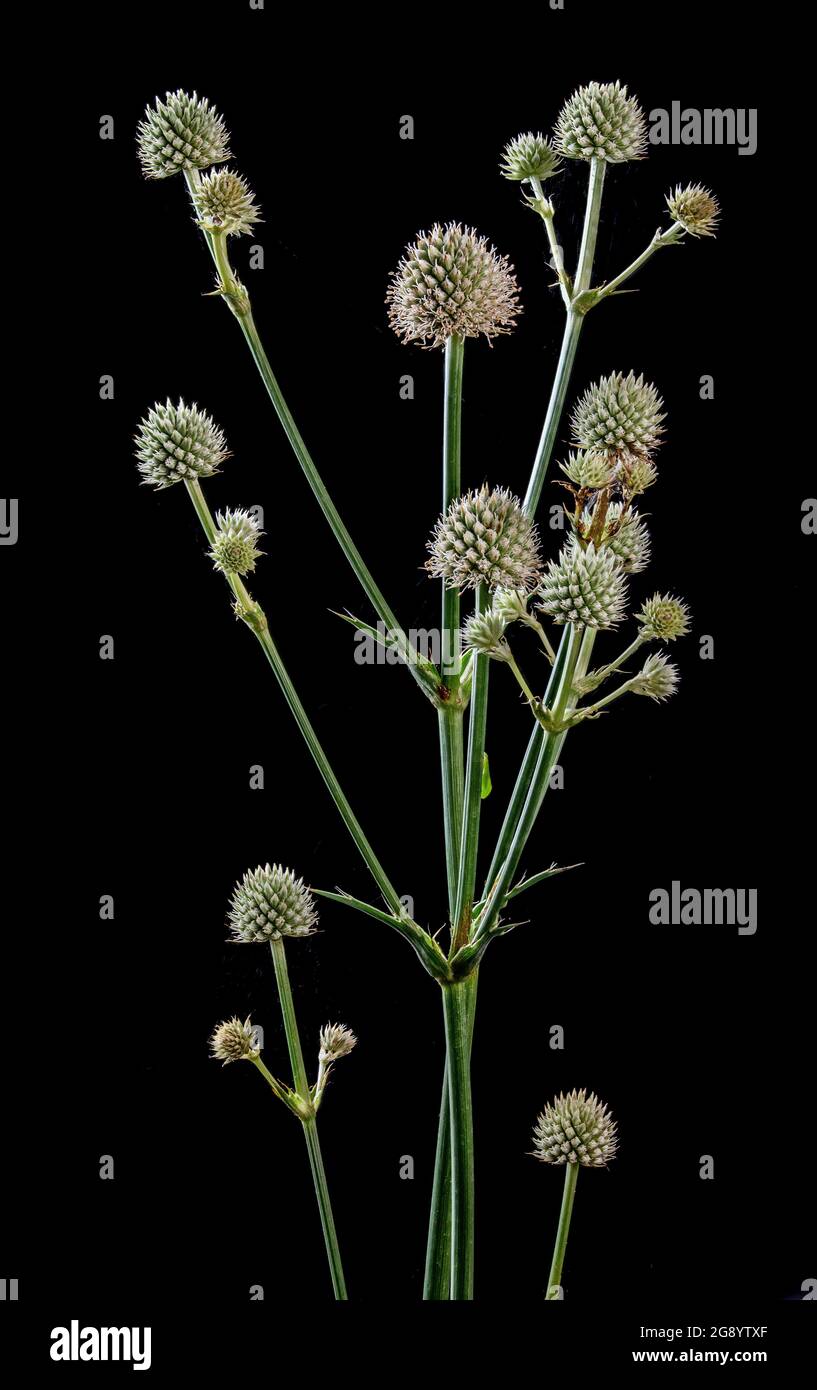 Blütenköpfe des Klapperschlange-Meisters (Eryngium yuccifolium), einer mehrjährigen Forb, die im östlichen Nordamerika beheimatet ist. Verwandt mit Karotten und Petersilie. Stockfoto