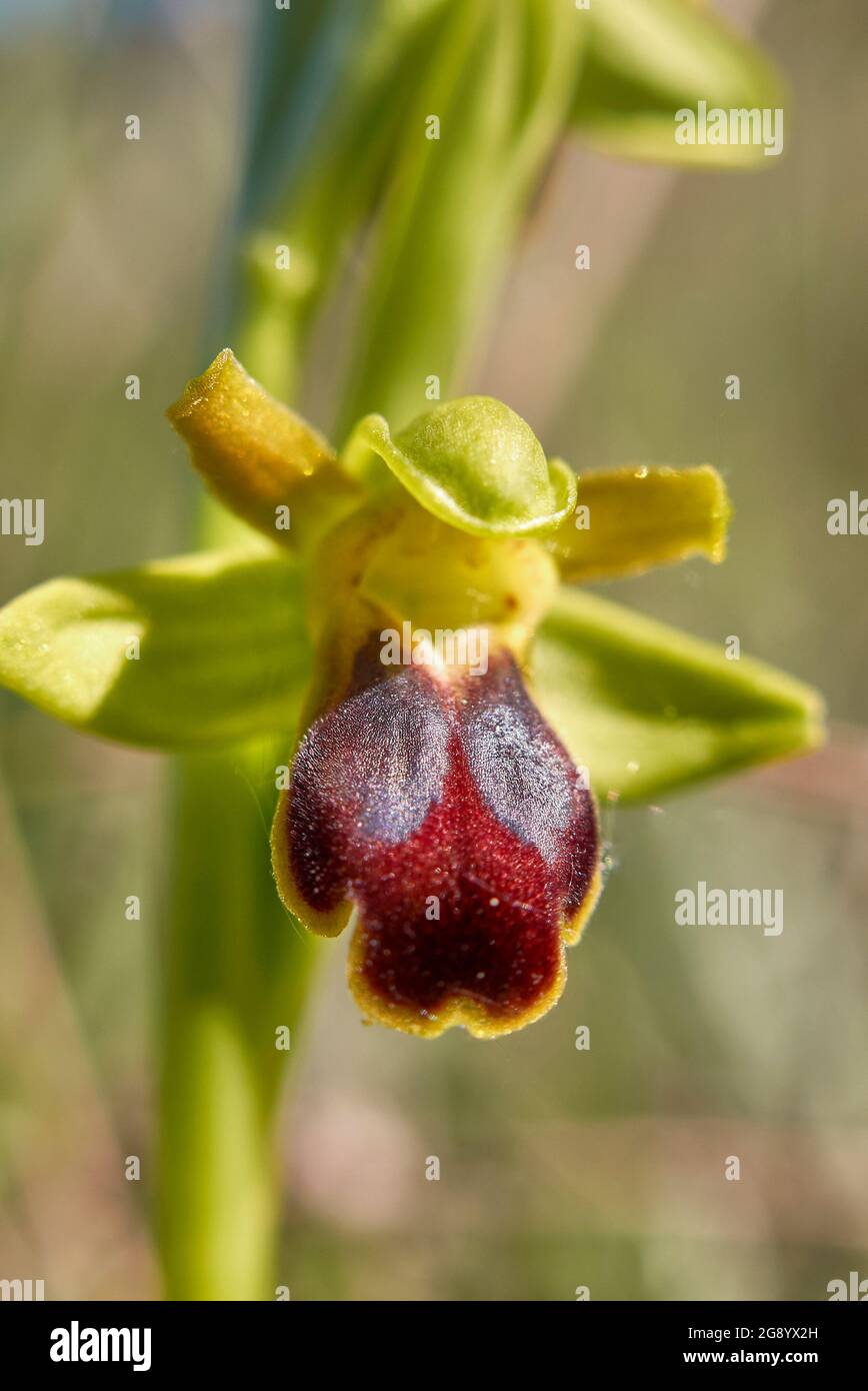 Ophrys fusca brauner und roter Blütenstand Stockfoto