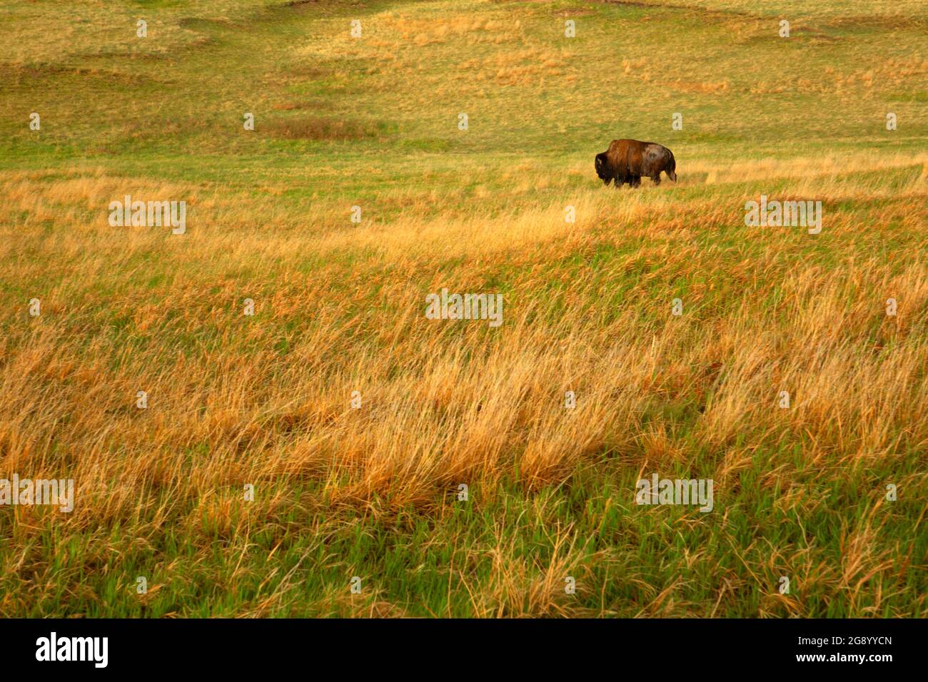 Wiese mit Bisons, Badlands National Park, South Dakota Stockfoto