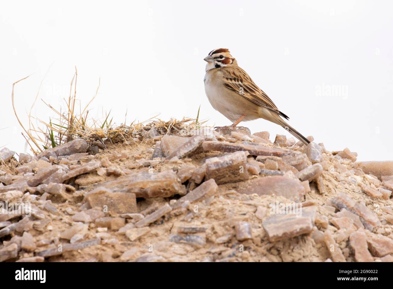 Lerche Sparrow (Chondstes grammacus), Badlands National Park, South Dakota Stockfoto