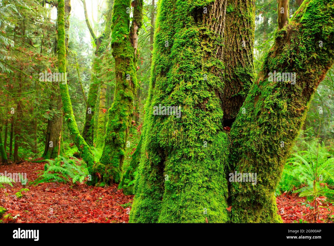 Ein Außenbild eines pazifischen Nordwestwaldes mit großen Ahornbäumen Stockfoto