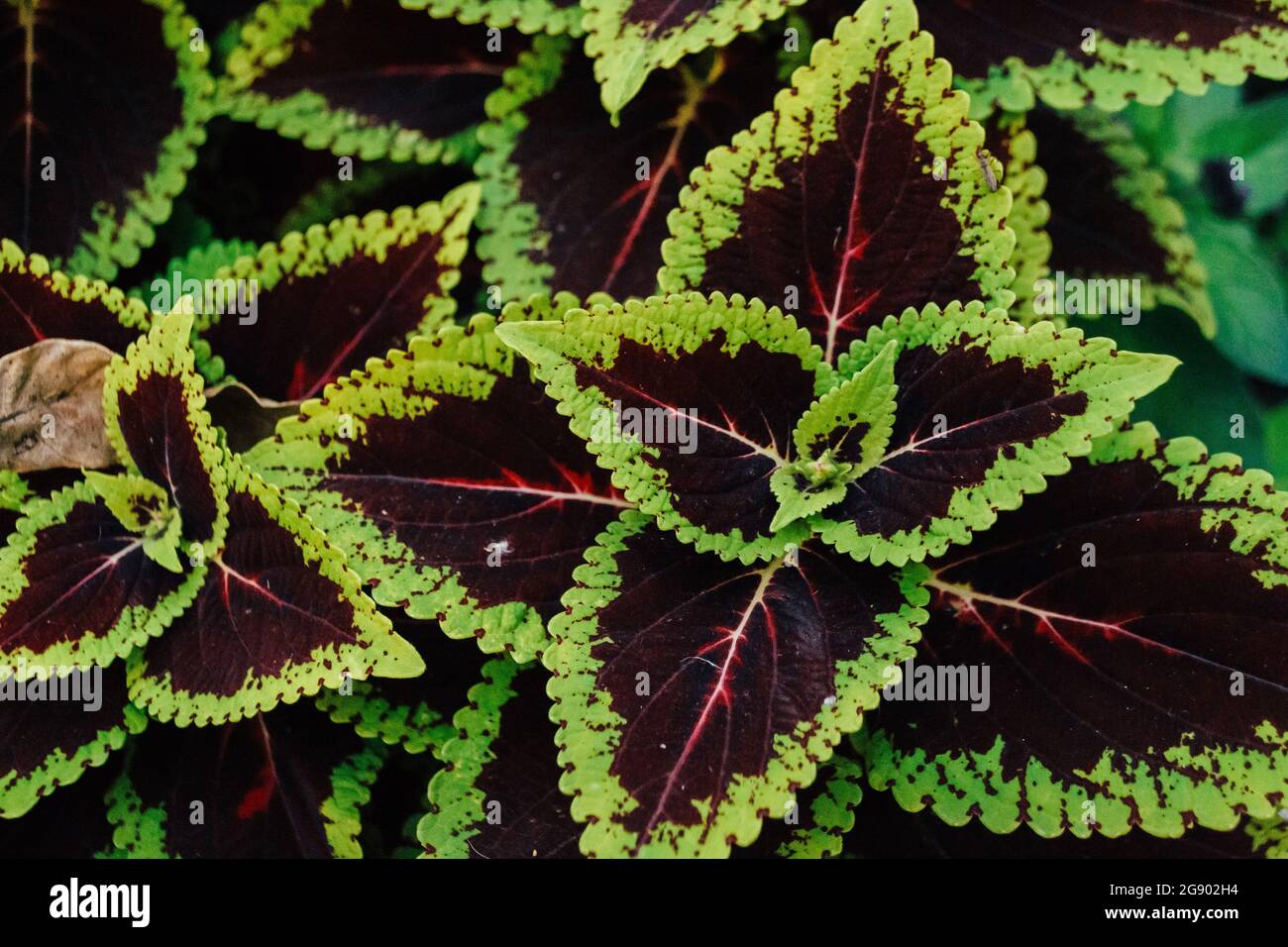 Draufsicht auf die blühende Coleus-Pflanze Stockfoto