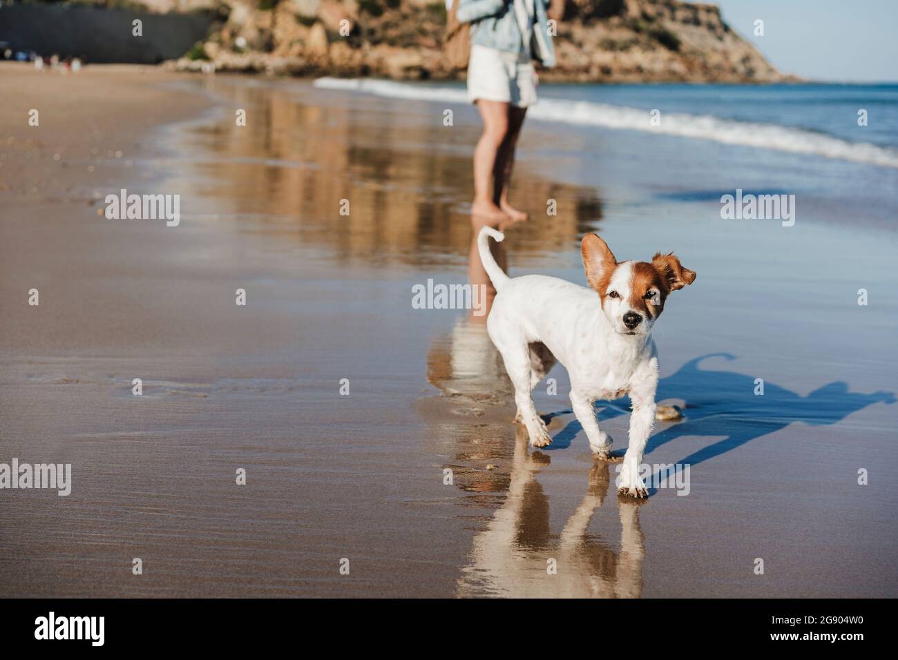 Jack Russell Terrier an der Küste mit Frau am Strand Stockfoto