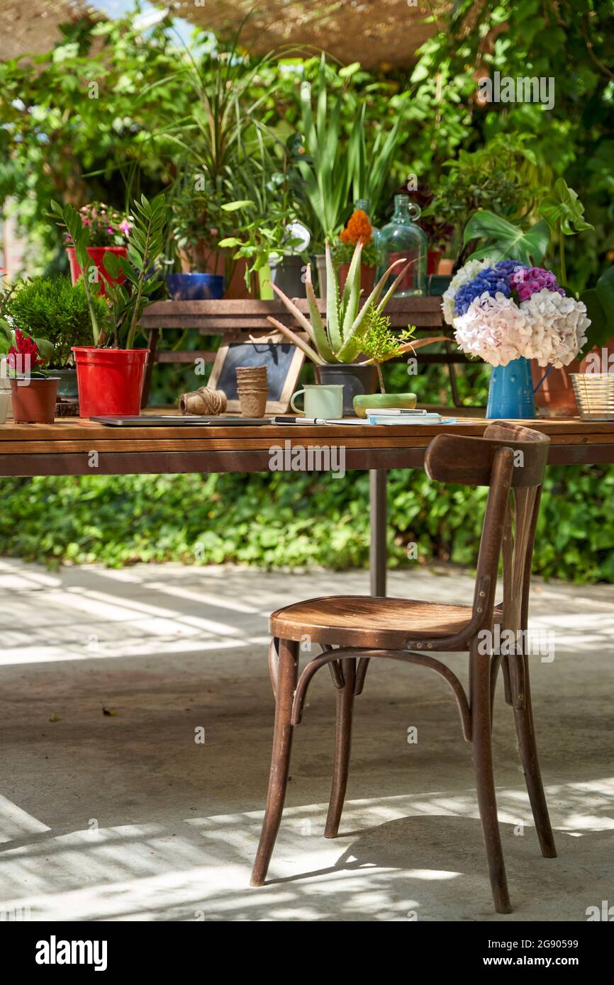 Verschiedene Topfpflanzen auf dem Tisch am Holzstuhl im Hinterhof Stockfoto