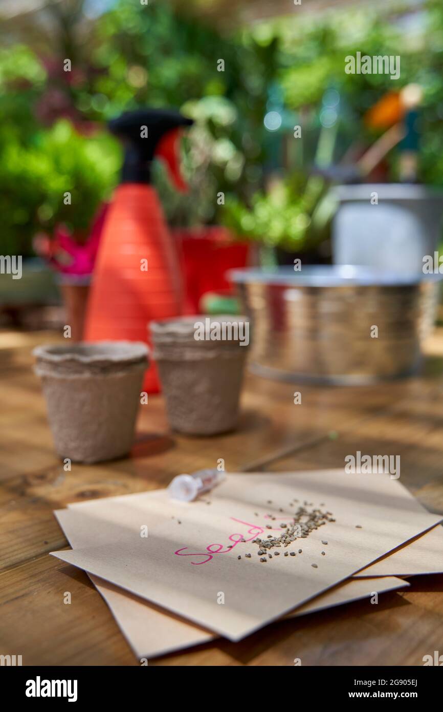 Samen auf Umschlag auf Holztisch im Hinterhof aufbewahrt Stockfoto