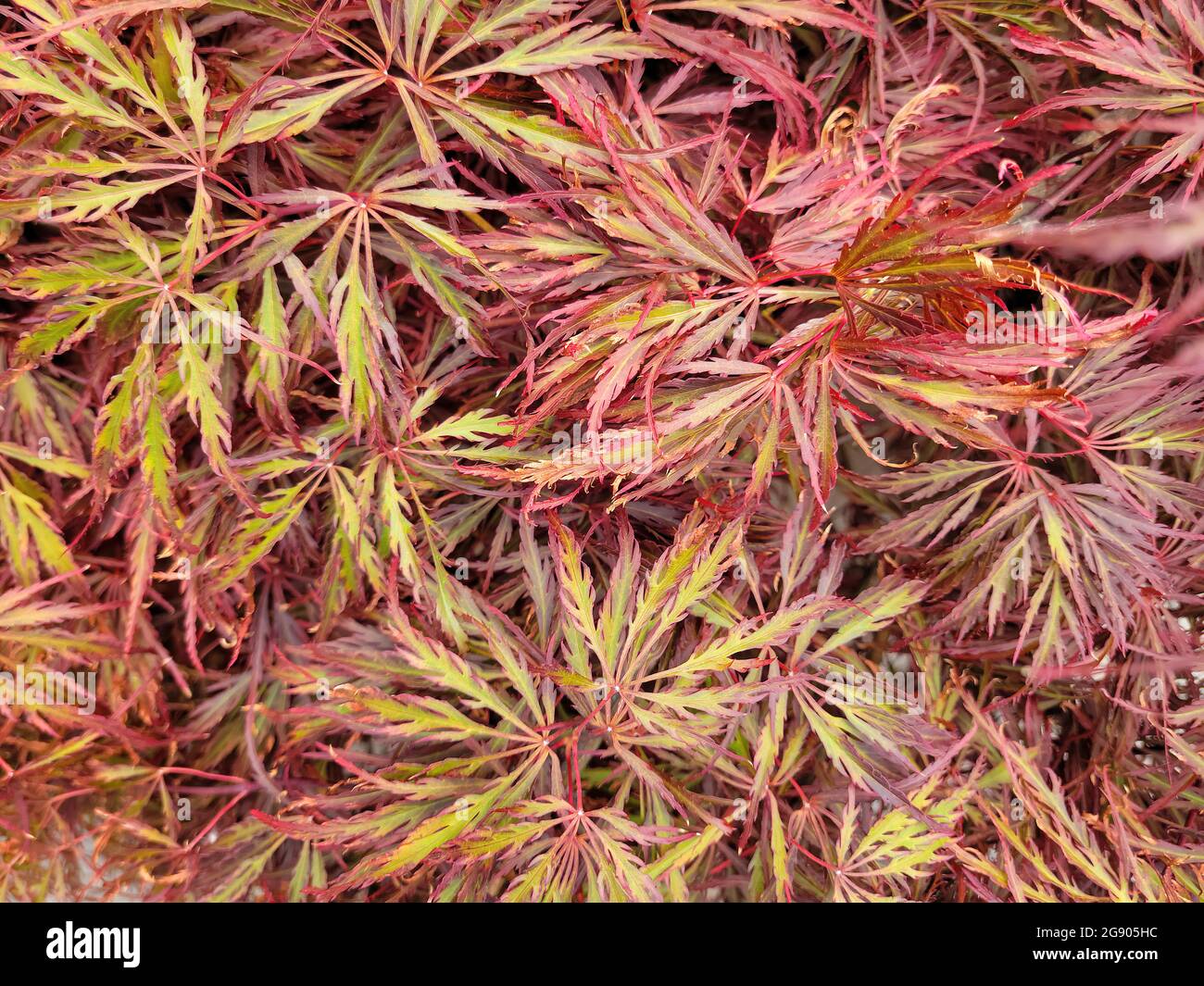 Nahaufnahme der roten und goldenen japanischen Ahornblätter Stockfoto