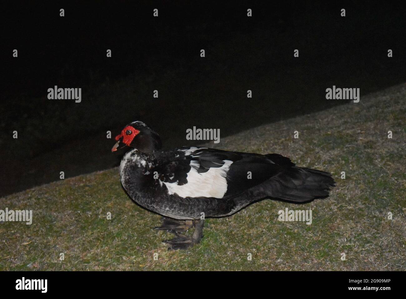 Die Moskauer Ente ist eine große Ente, die in Amerika beheimatet ist. In den Vereinigten Staaten haben sich kleine wild- und wildlebende Zuchtpopulationen etabliert. Colombo, Sri Lanka. Stockfoto