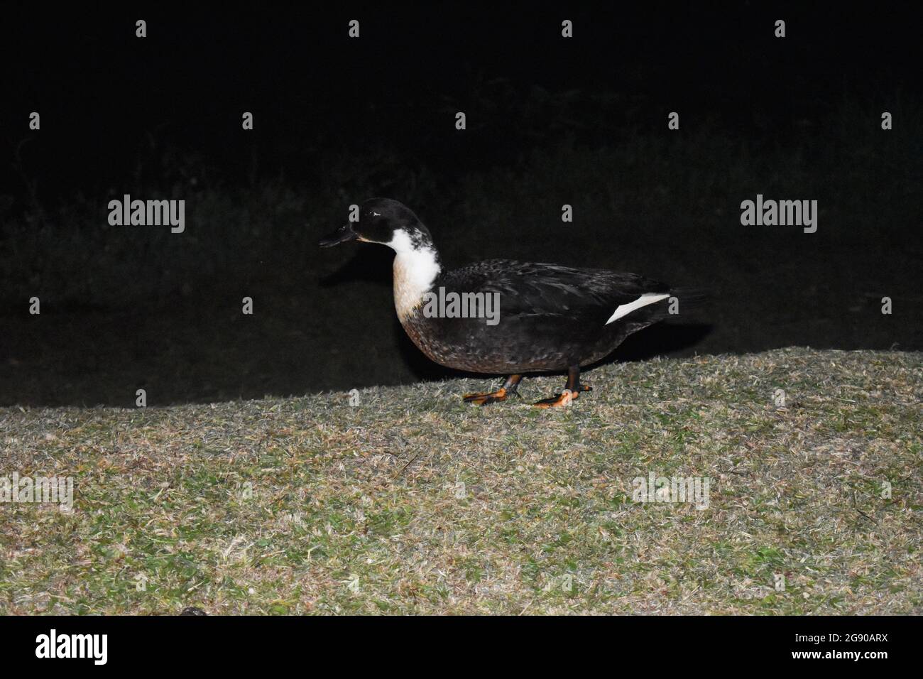 Eine gewöhnliche Ente. Colombo, Sri Lanka. Stockfoto