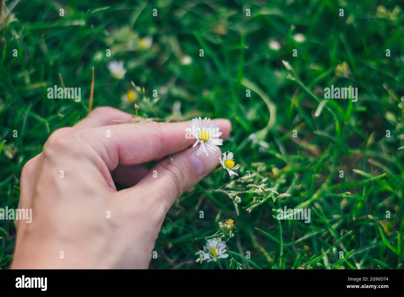 Mann pflückt Gänseblümchen vom Gras Stockfoto