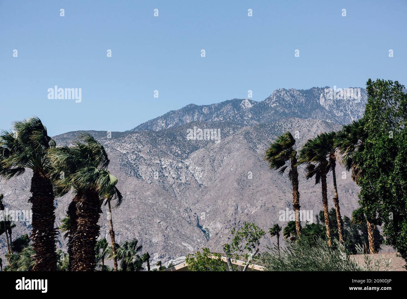 Palmen mit Bergkette im Hintergrund unter klarem blauen Himmel Stockfoto