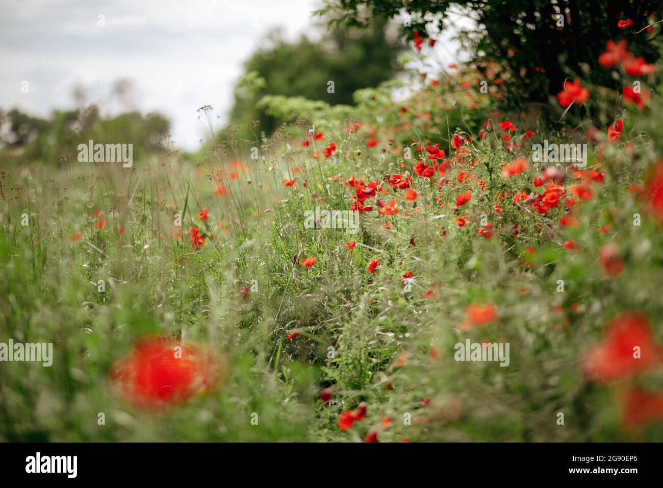 Nahaufnahme Blumen Mohnblumen auf einem großen Feld verstreut Stockfoto