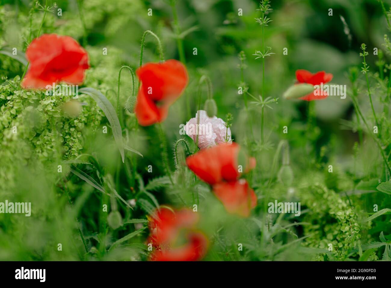 Riesiges Feld mit rot-weißen Mohnblumen aus der Nähe Stockfoto