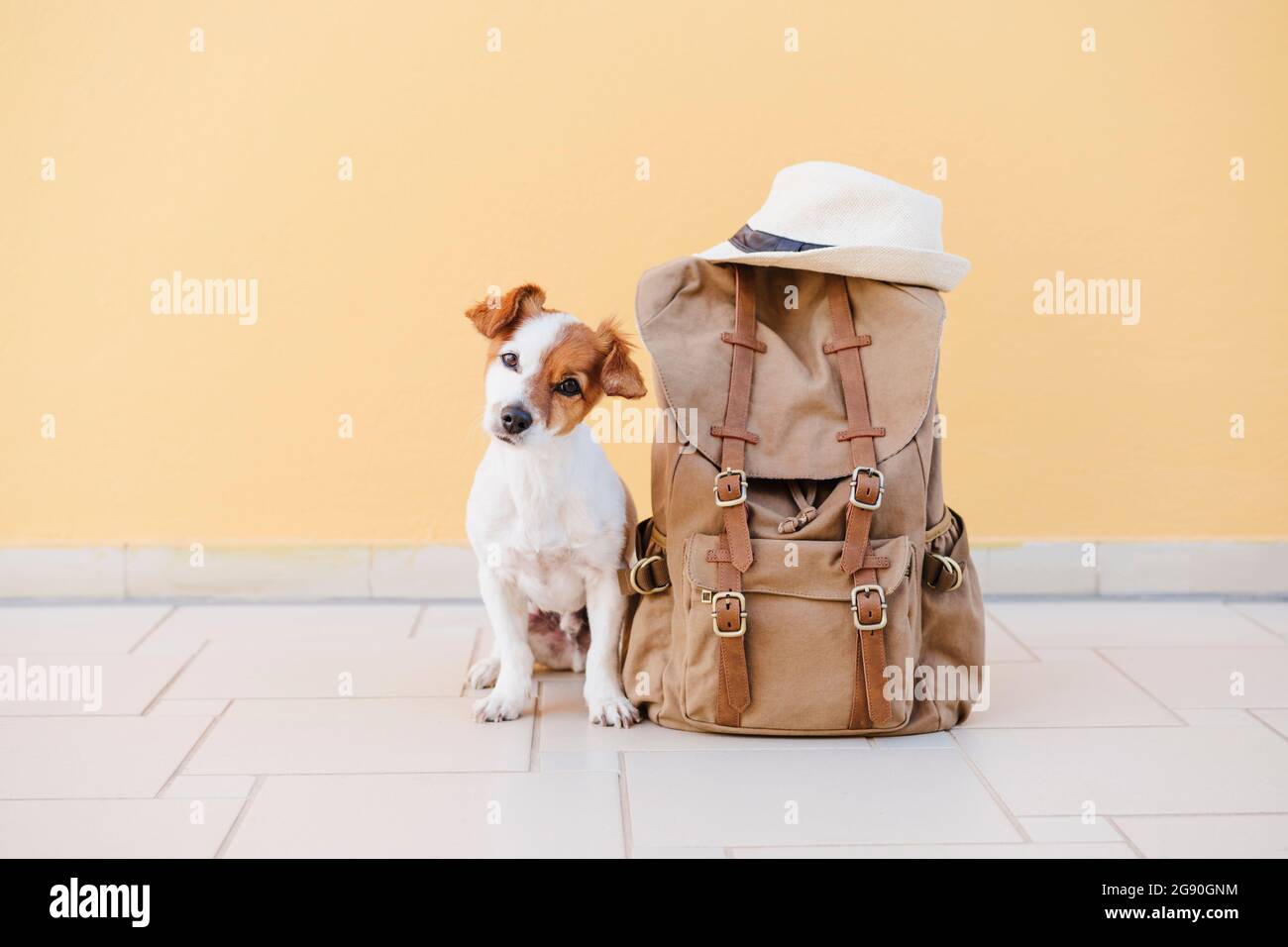 Jack Russell Terrier mit Rucksack vor der Wand Stockfoto
