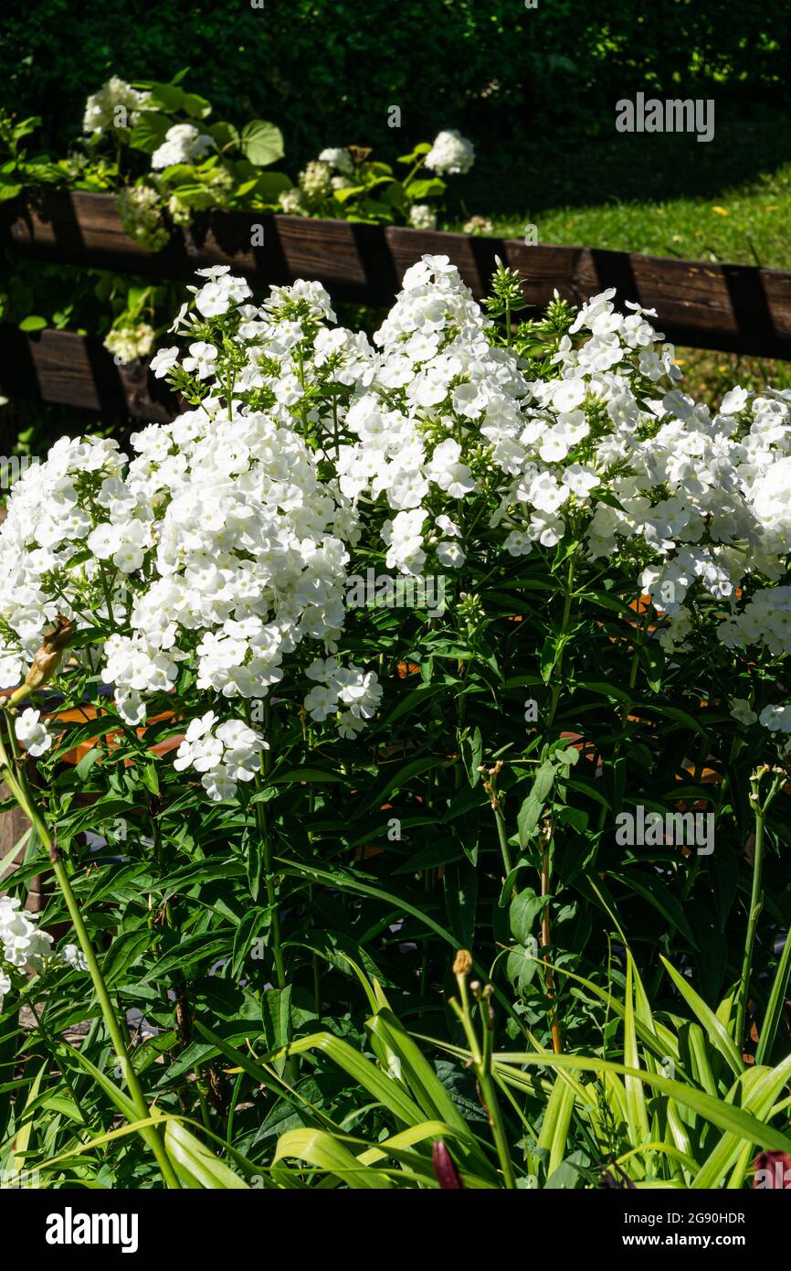 Schöne Blüten von sanften weißen Phlox im Garten. Stockfoto