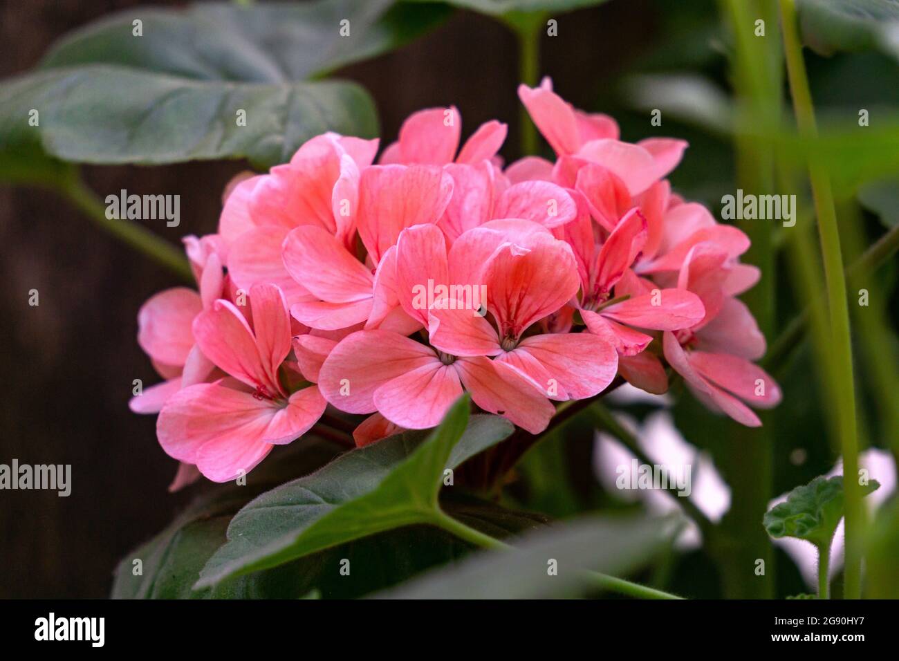 Schöne Knospe rosa Geranium im Garten. Stockfoto