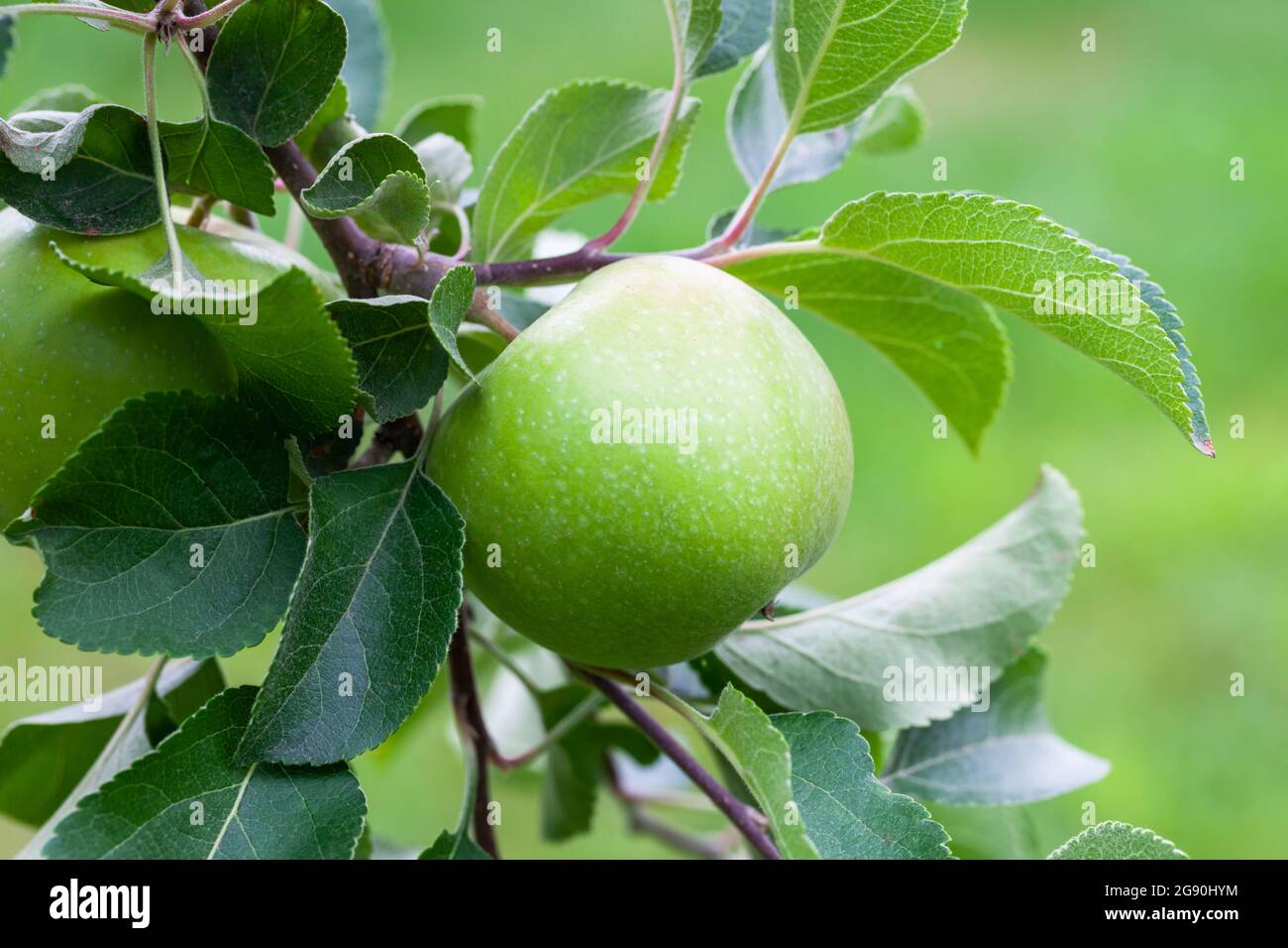 Frischer grüner Apfel wächst auf einem Baum mit Blättern, natürliche Nahrung Stockfoto
