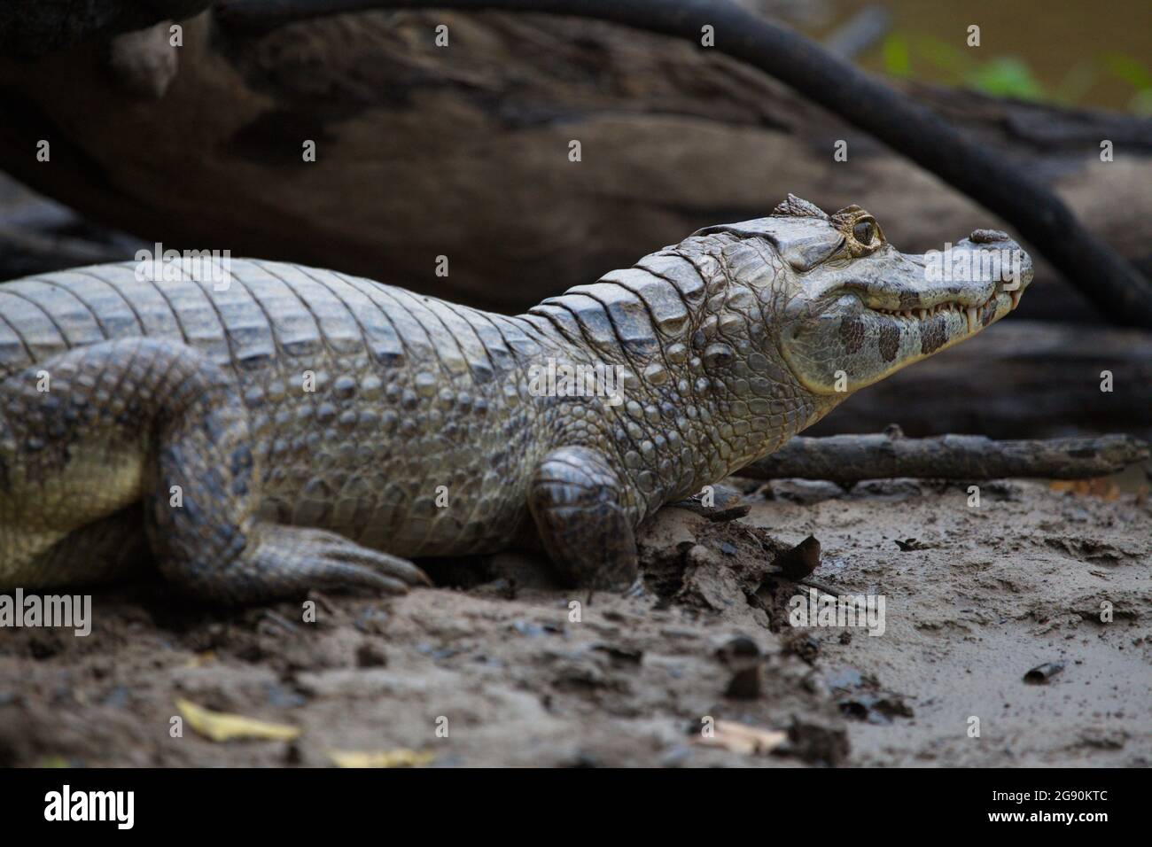 Nahaufnahme Porträt von Black Caiman (Melanosuchus niger) versteckt am Flussufer mit Auge weit geöffnet Pampas del Yacuma, Bolivien. Stockfoto