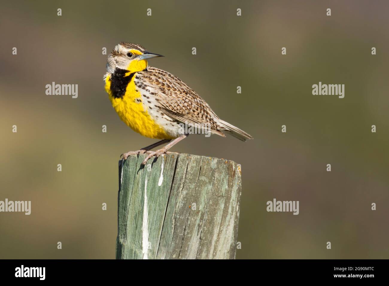 WESTERN Meadowlark, Custer State Park, South Dakota Stockfoto