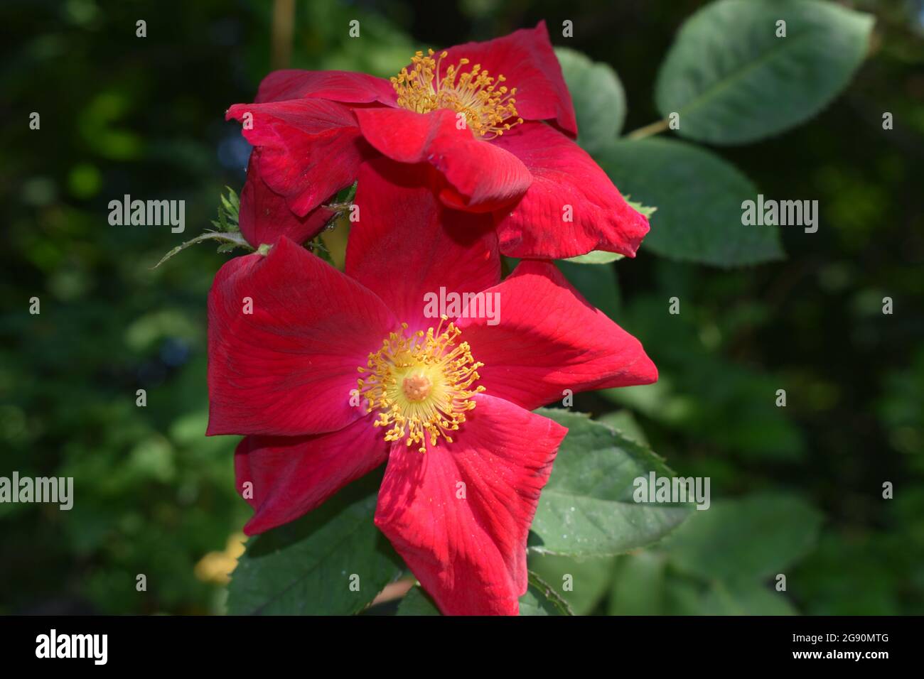 Nahaufnahmen verschiedenfarbiger Blüten während der Pandemie. Ein Symbol der Hoffnung in einer Zeit, in der man gebraucht wird. Stockfoto