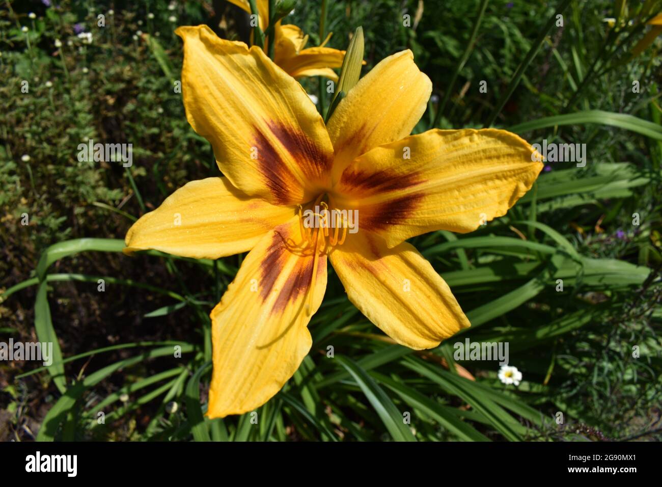 Nahaufnahmen verschiedenfarbiger Blüten während der Pandemie. Ein Symbol der Hoffnung in einer Zeit, in der man gebraucht wird. Stockfoto