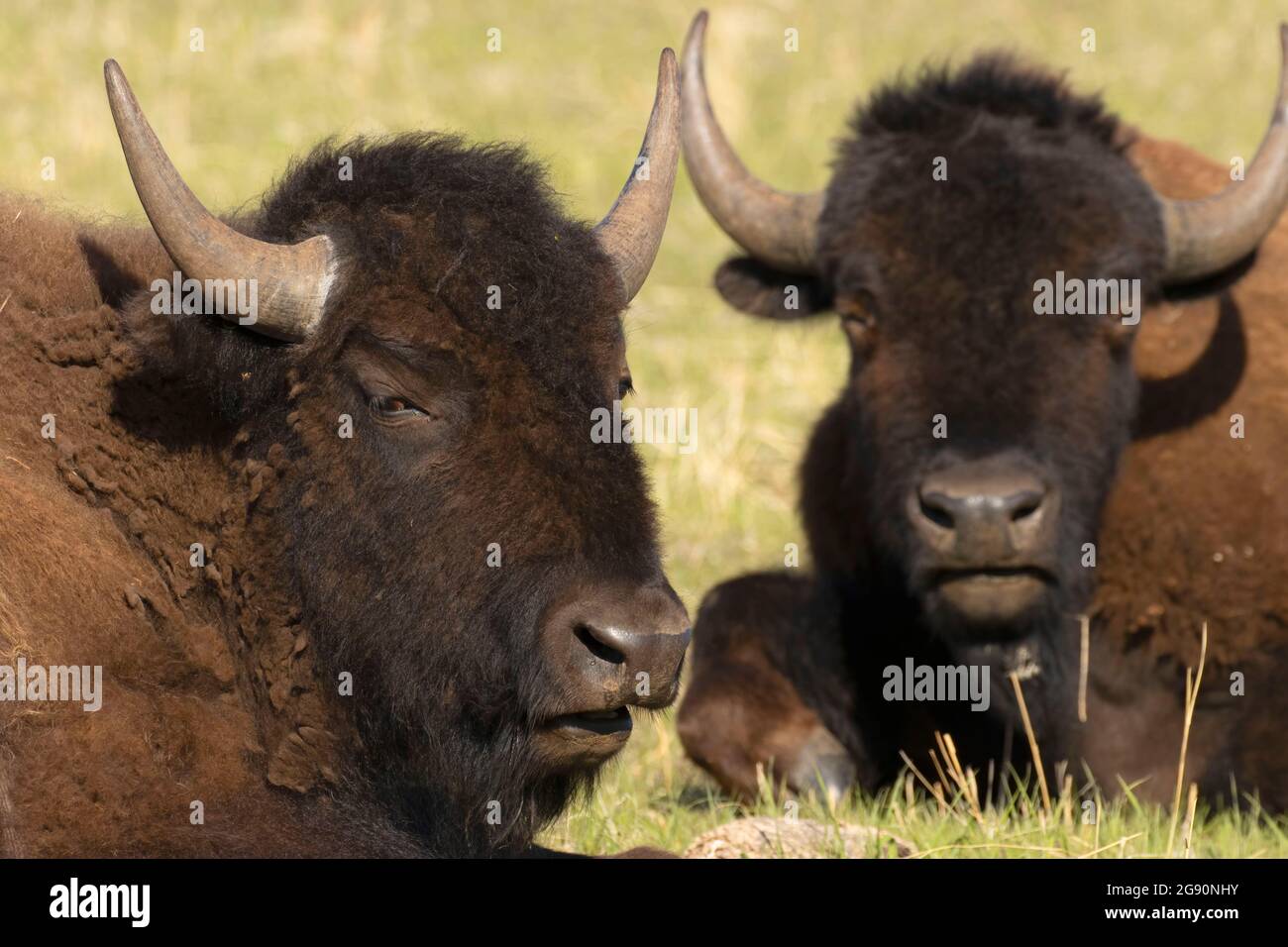 Bison, Custer State Park, South Dakota Stockfoto