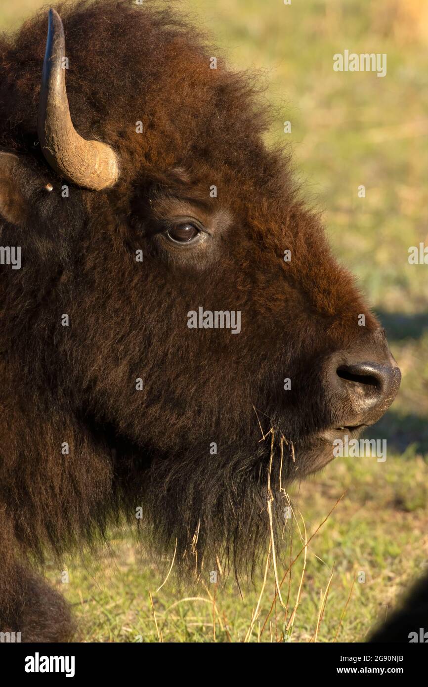 Bison, Custer State Park, South Dakota Stockfoto