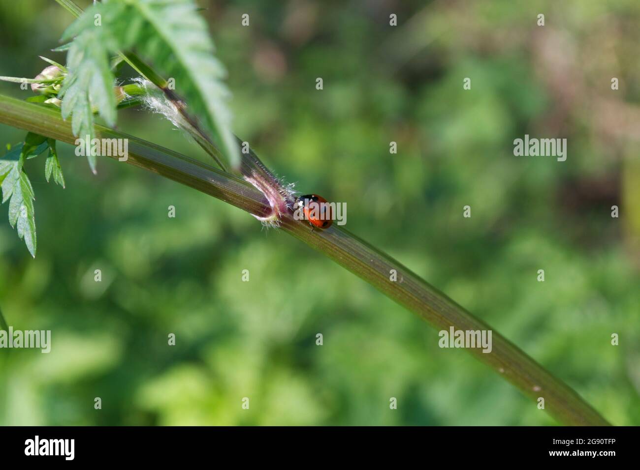 Ein Marienkäfer mit sieben Flecken oder Marienkäfer (Coccinella septempunctata), der den grünen Stamm einer jungen Pflanze hochklettert; Blätter, kleine Haare im Fokus mit einem grünen Bac Stockfoto