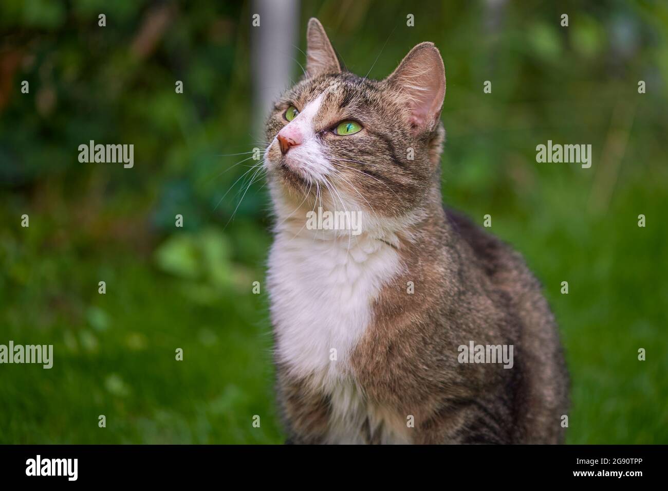 Eine junge Katze in der Sonne im Garten. Stockfoto